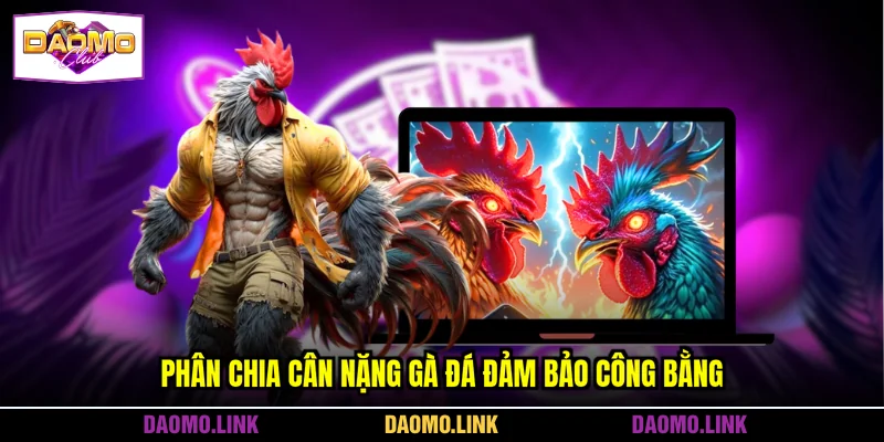 Phân chia cân nặng gà đá đảm bảo công bằngPhân chia cân nặng gà đá đảm bảo công bằng