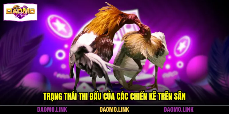 Trạng thái thi đấu của các chiến kê trên sân